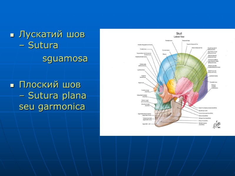 Лускатий шов – Sutura          